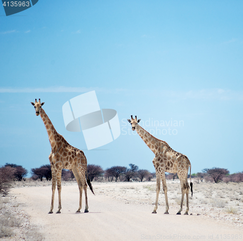 Image of two giraffes