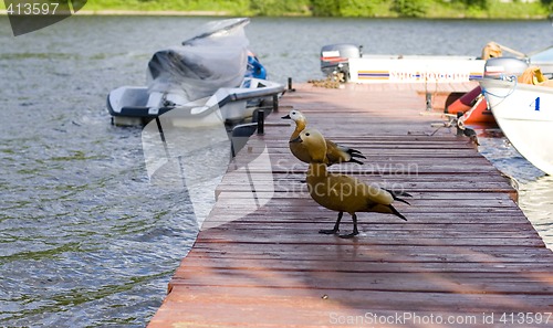 Image of two ducks on the pier