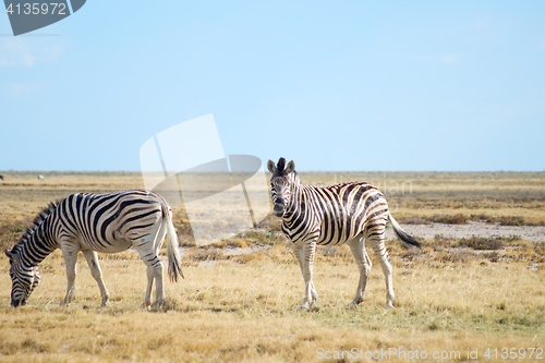 Image of two zebras