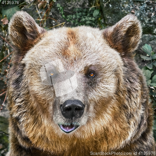 Image of Portrait of the Bear