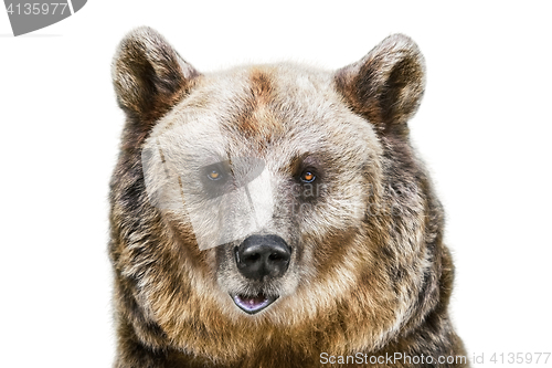 Image of Portrait of the Bear