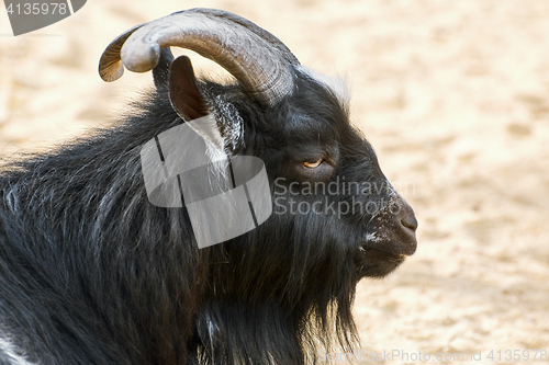 Image of Portrait of Goat
