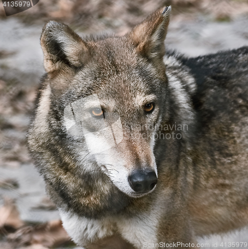 Image of Portrait of Wolf