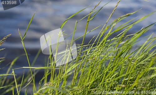 Image of grass and water