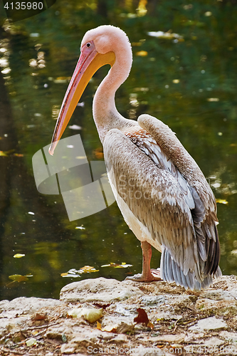 Image of Pelican on the Rock