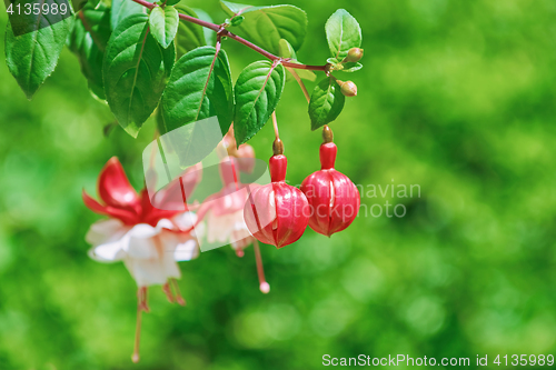 Image of Fuchsia Hybrida Flowers
