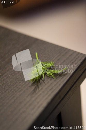 Image of Branch of fennel