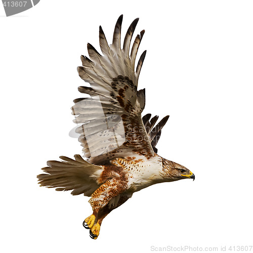 Image of Isolated hawk in flight