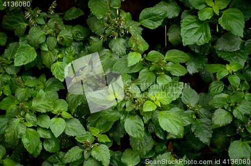 Image of Lush Patchouli Plant After Rain