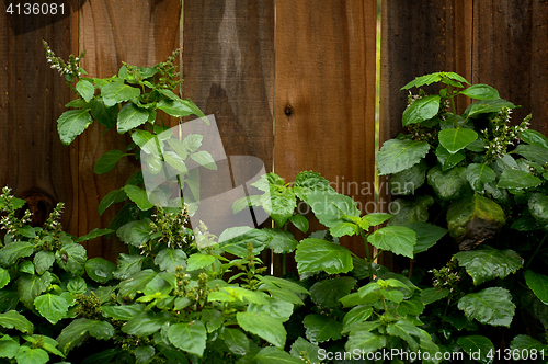 Image of Flowering Patchouli Plant After Rain