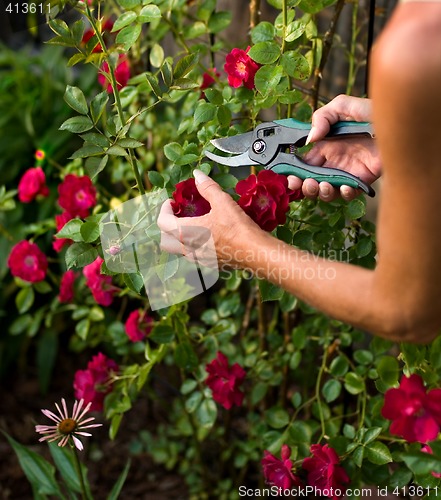 Image of Trimming A Rose Bush