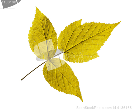 Image of ash leaf isolated on white background