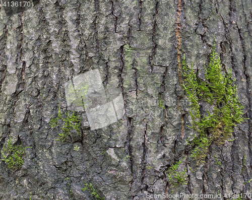 Image of The bark of pine tree, background.