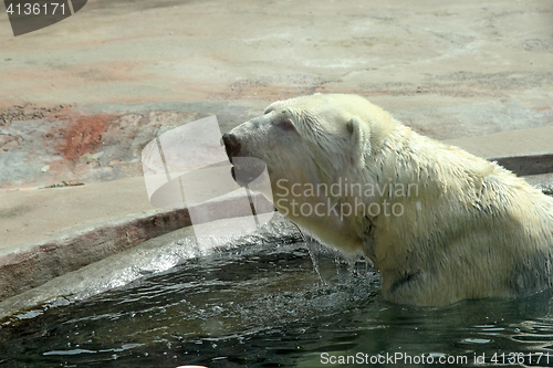 Image of Adult polar bear in the water