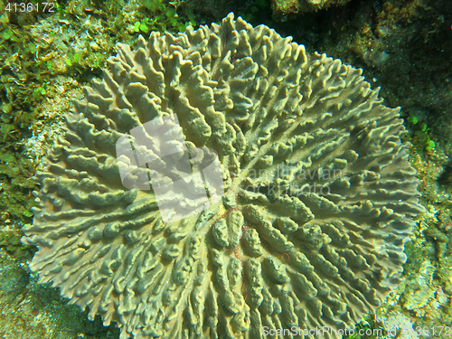 Image of Thriving  coral reef alive with marine life and shoals of fish, 