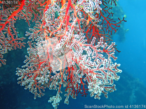 Image of Thriving  coral reef alive with marine life and shoals of fish, 