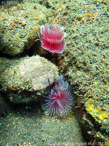 Image of Thriving  coral reef alive with marine life and shoals of fish, 