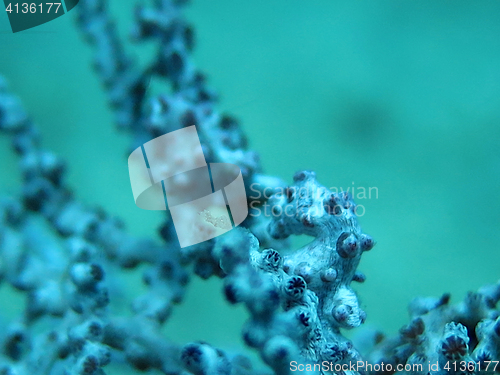 Image of Bargibanti Pygmy Seahorse the smallest in the world in Bali