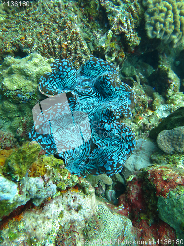 Image of Thriving  coral reef alive with marine life and shoals of fish, 