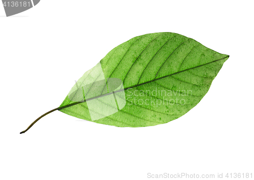 Image of birch leaf isolated on white background