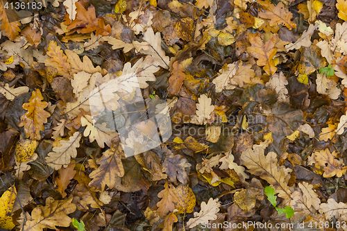 Image of Colorful and bright background made of fallen autumn leaves.