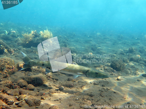 Image of Great Barracuda fish in ocean Bali          