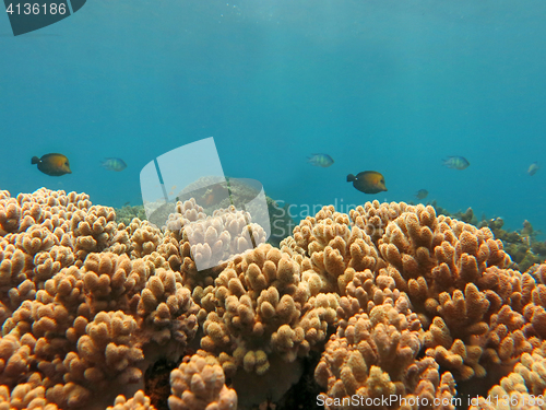 Image of Thriving  coral reef alive with marine life and shoals of fish, 