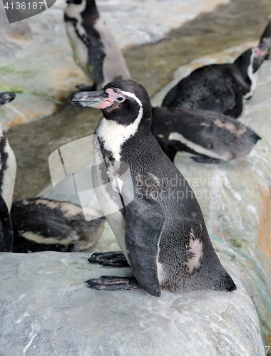 Image of Penguin stands sideways on the stone