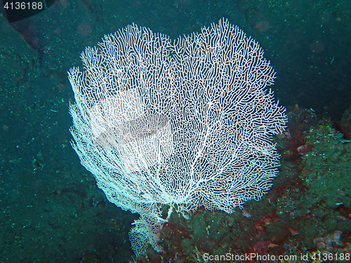 Image of Thriving  coral reef alive with marine life and shoals of fish, 