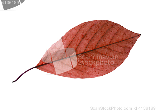 Image of birch leaf isolated on white background