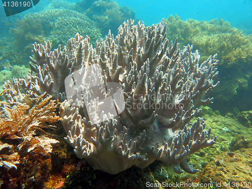 Image of Thriving  coral reef alive with marine life and shoals of fish, 