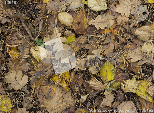 Image of Colorful and bright background made of fallen autumn leaves.