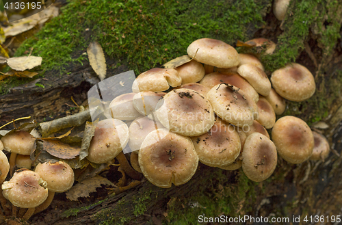 Image of Fungi,mushroom small much growing on timber.