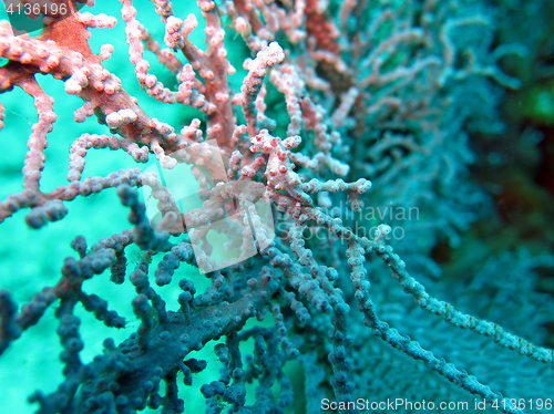 Image of Bargibanti Pygmy Seahorse the smallest in the world in Bali