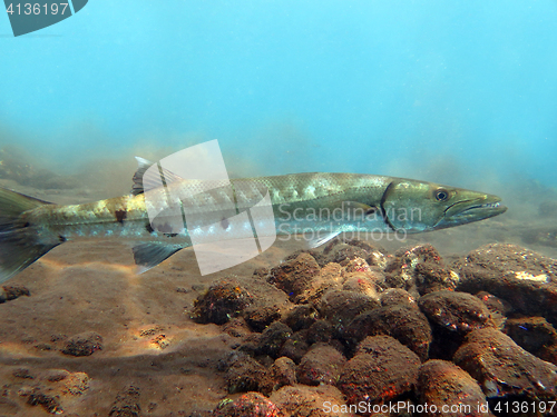 Image of Great Barracuda fish in ocean Bali          