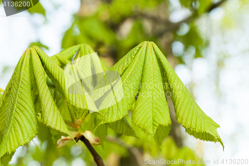 Image of green leaves of chestnut