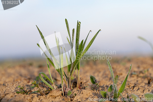 Image of young grass plants, close-up