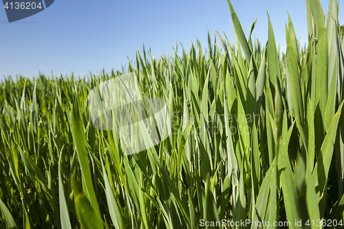 Image of Field with cereal