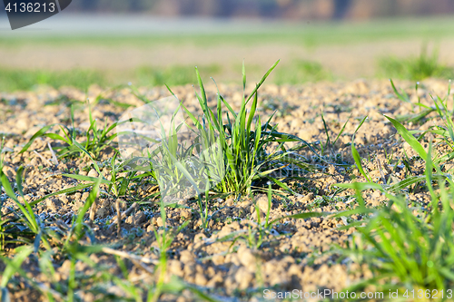 Image of field with young wheat