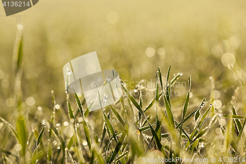 Image of young grass plants, close-up