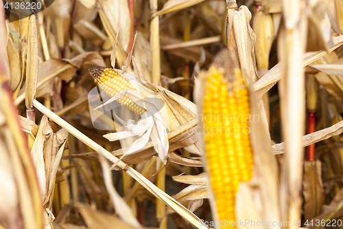 Image of yellowed ripe corn