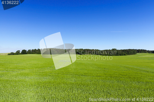 Image of Field with cereal