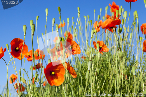 Image of Red Poppy in the field