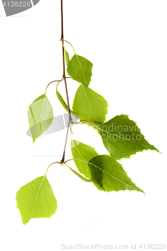 Image of birch leaves on a white background