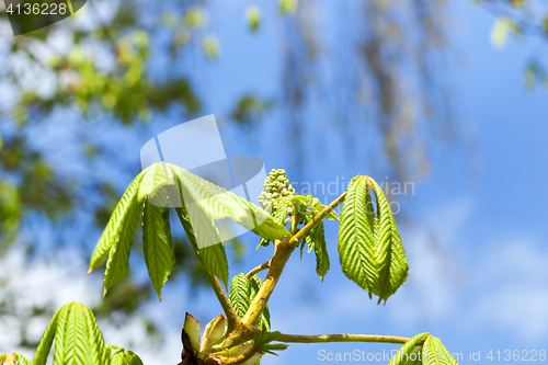 Image of green leaves of chestnut