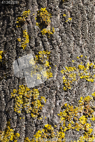 Image of lichen on tree