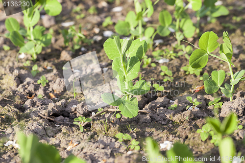 Image of young green peas