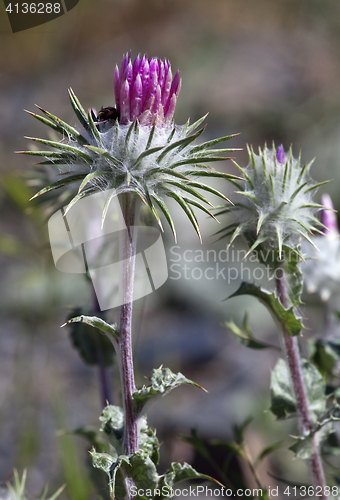 Image of Thistle flower, close-up