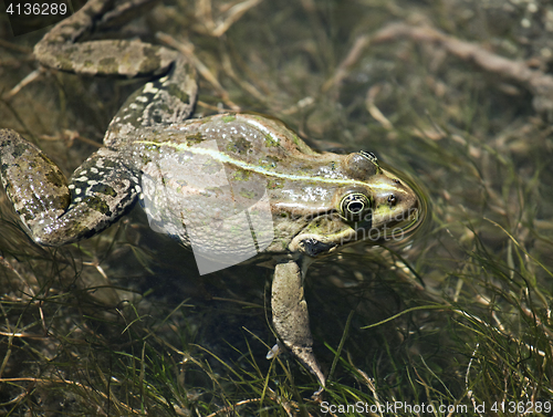 Image of Big green frog