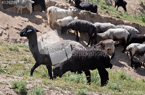 Image of Black sheep on pasture